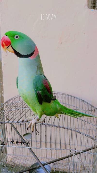 Raw Parrot Male For Sale