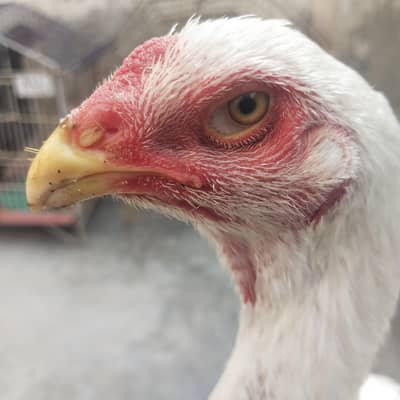 Pure White Shamu For Sale High Quality