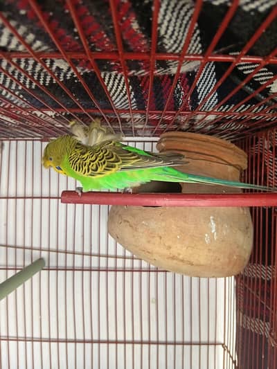 Hogoromo breeder Male