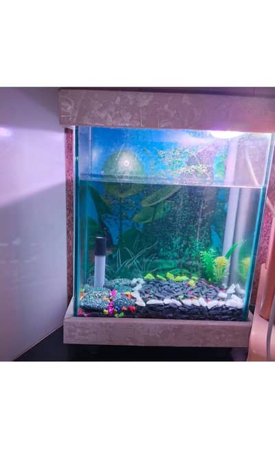 small fish aquarium for sale