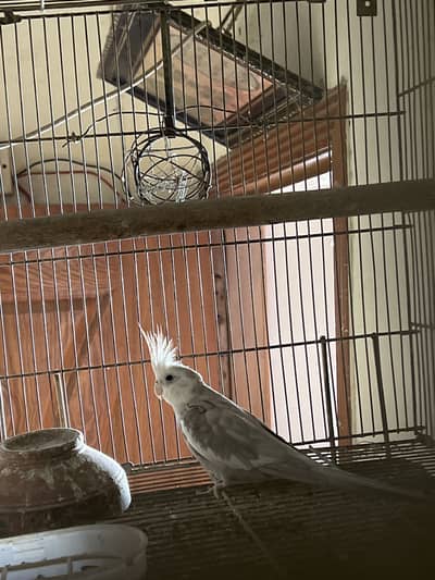 Cocktail male