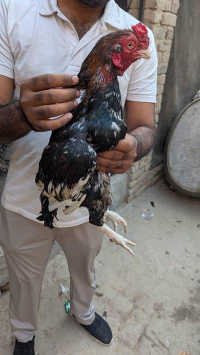 amroha aseel