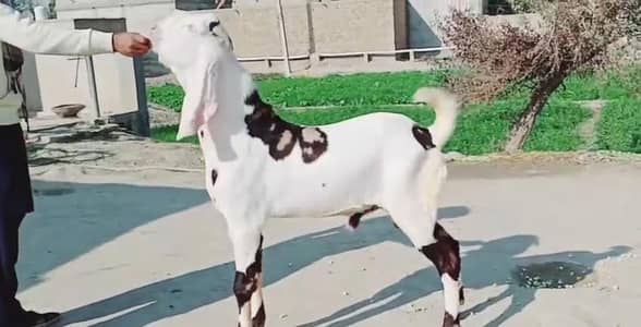 Bakra for sale urgent call_03263223419