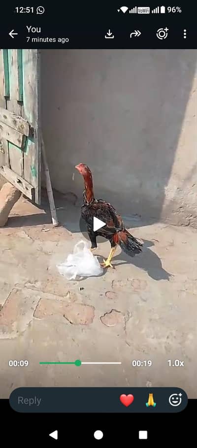 mianwali aseel