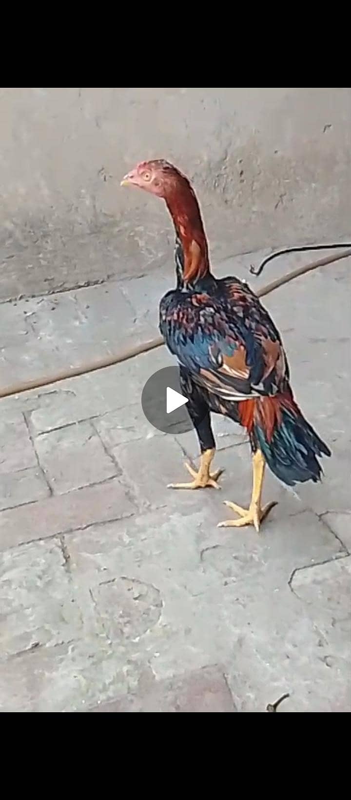 mianwali aseel 1
