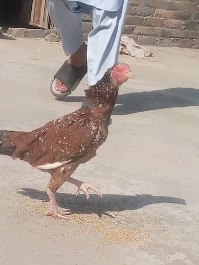 pure aseel miawali madiya ha call  num 03425891207