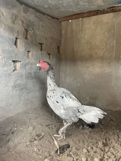 Salati mianwali Feamle