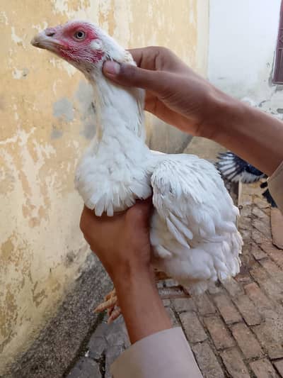 Female Heera