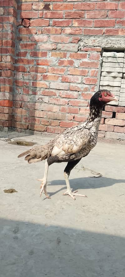 urgent sale aseel