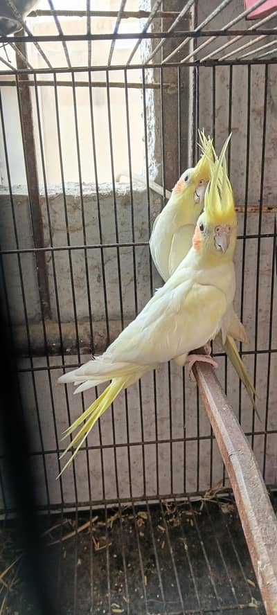 Healthy and active cream cocktail pair