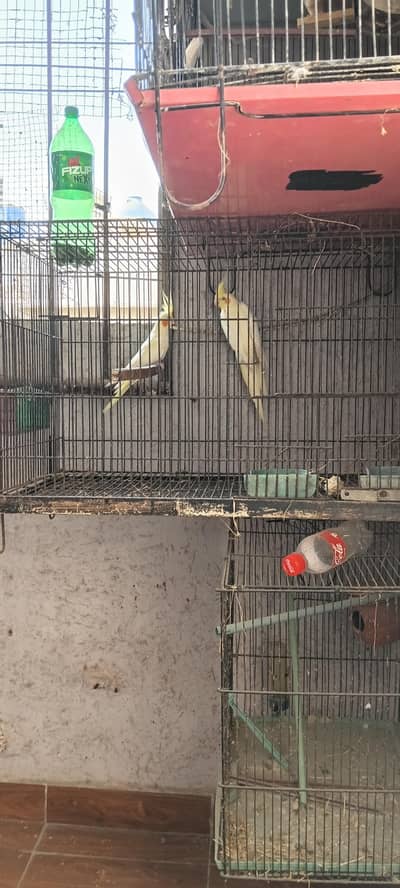 Healthy and active cream cocktail pair