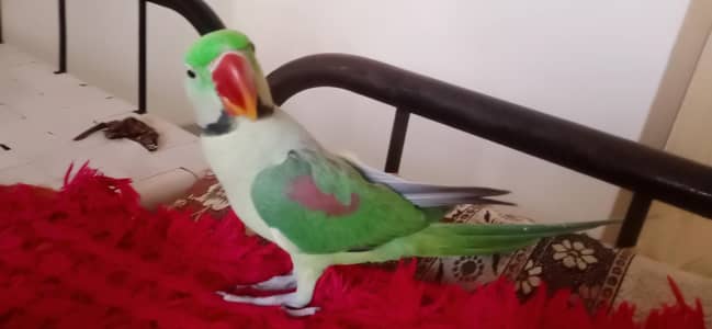 Hand Tame Kashmiri Raw talking parrot