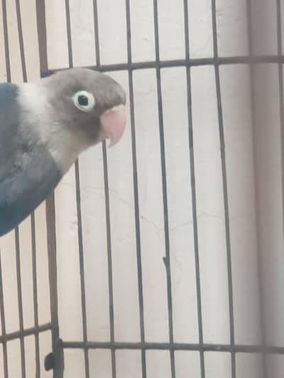 LOVE BIRD BLUE MASK