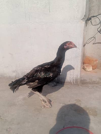 munir