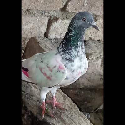 Pigeon for sale