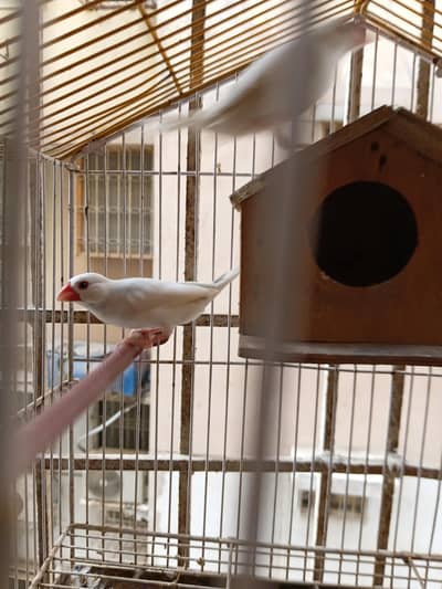 JAVA FINCH PAIR