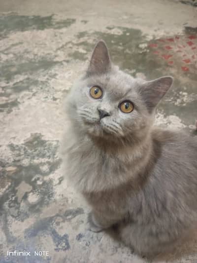 Persian cat for urgent sale
