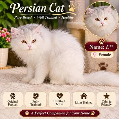Beautiful Original White Persian Female Cat for Sale
