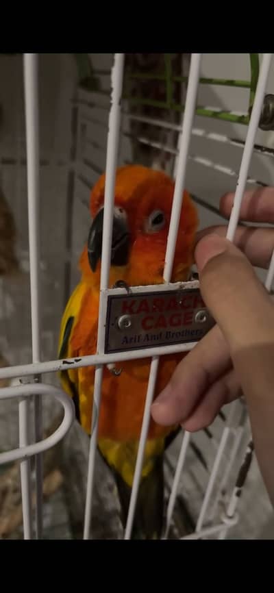 Tame sun conure high red factor