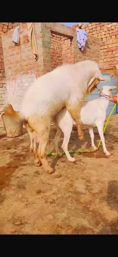 Healthy and active full charu khany mein koe Nakhra nahi