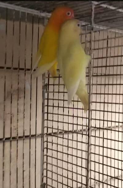 Mix Love bird Breeders pairs available