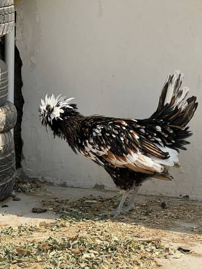 Tolburnt chick