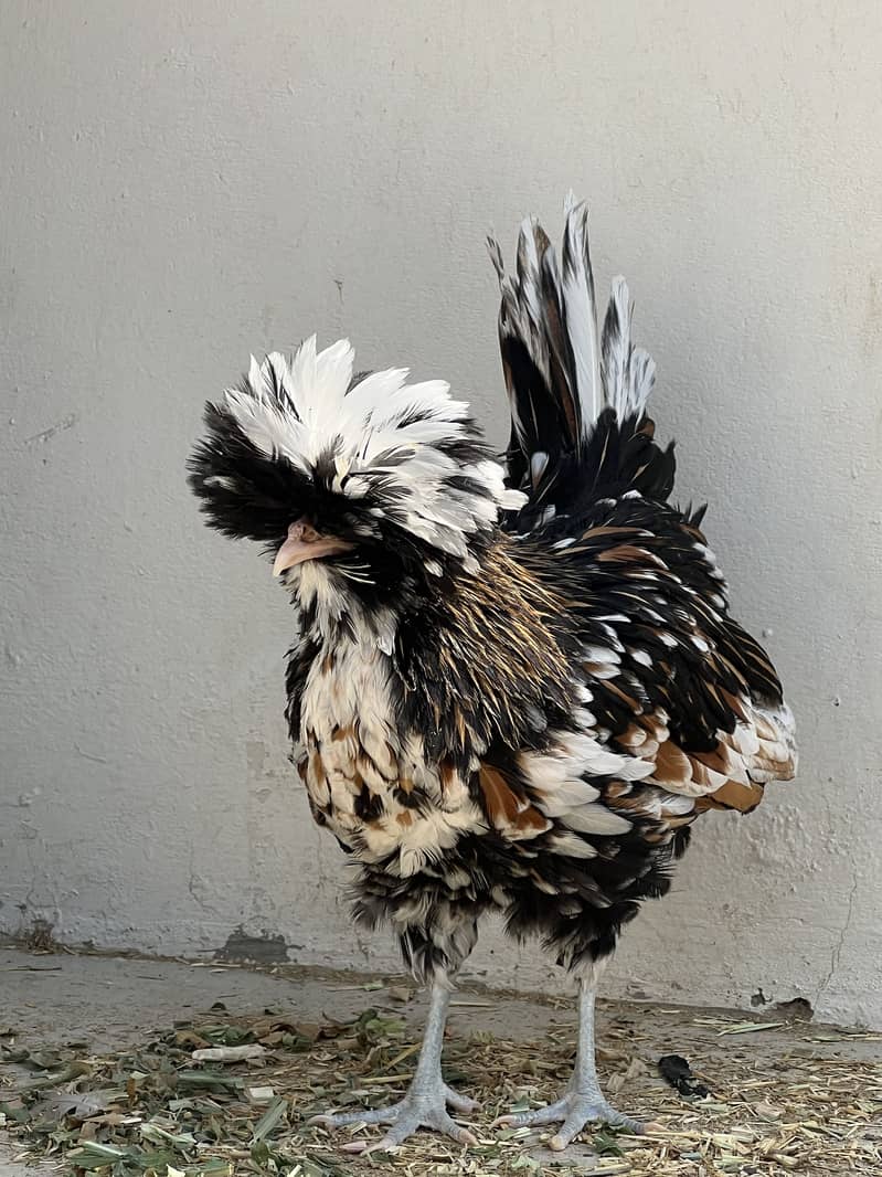 Tolburnt chick 2