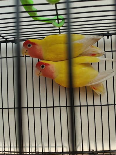 Comen Latino Red eyes and Latino persnata red eyes