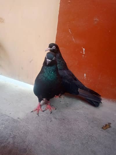 zakh indian kabootar highflyer contact 03458684980