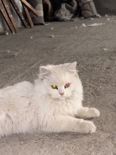 Top quality female Persian car at low price