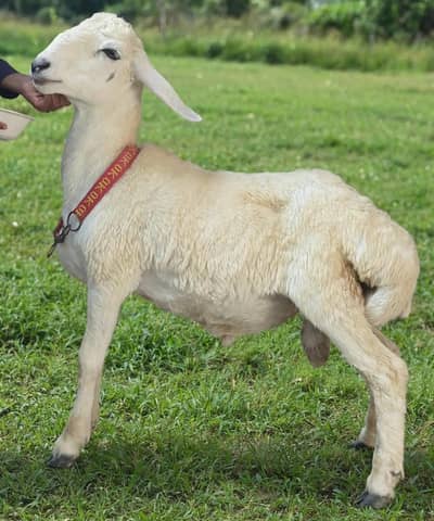 Turkey Chakki Dumba