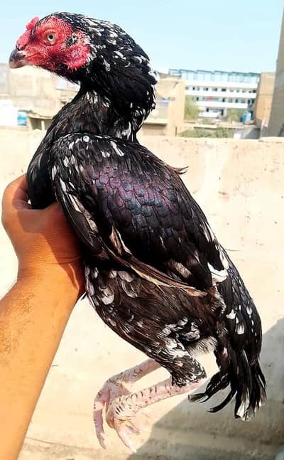 High Quality Lassani Female