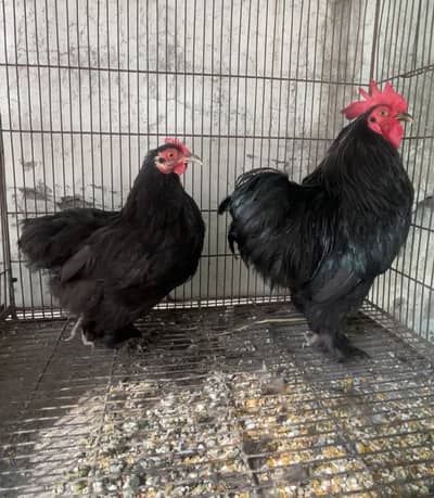 Bantam Pair