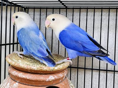 handtame lovebirds