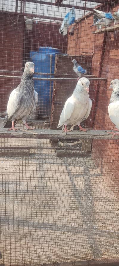 Baby pigeon for sale only 1000 pr