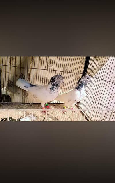 Pigeon kabli highflyer