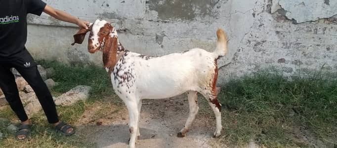 bakari for sale