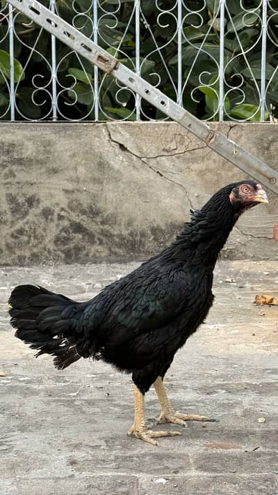 Japnese cross female