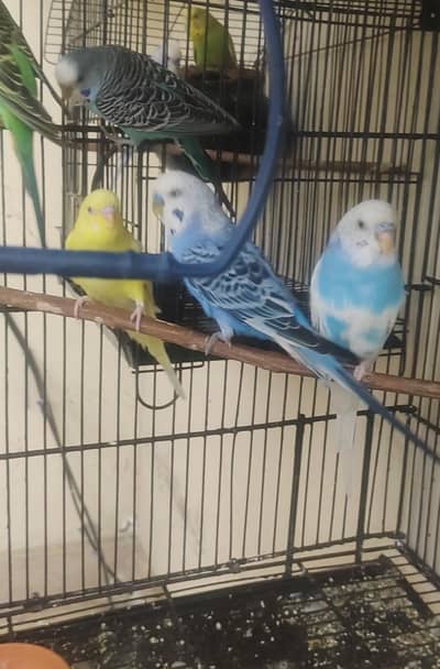 Australian Parrots Breeder Pairs For Sale Read Full Ad 03175389355