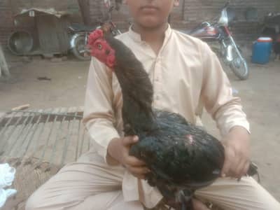 hens  aseel