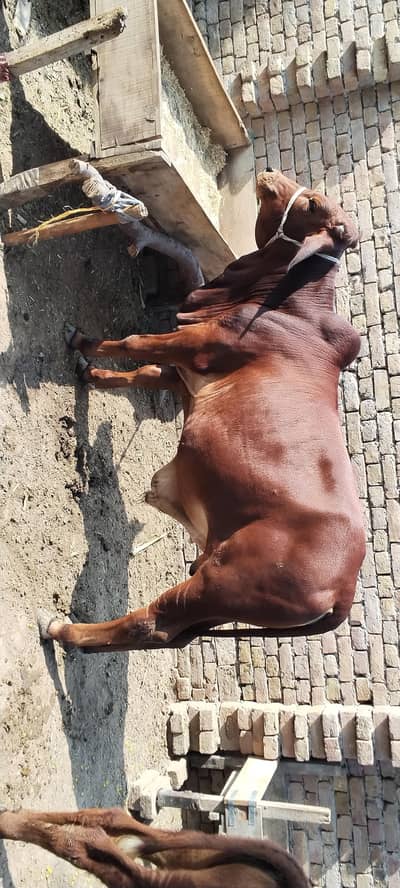 Bull | Wcha | Bchra | Desi Bchra | Qurbani Bull | wcha / Bchra / Bull