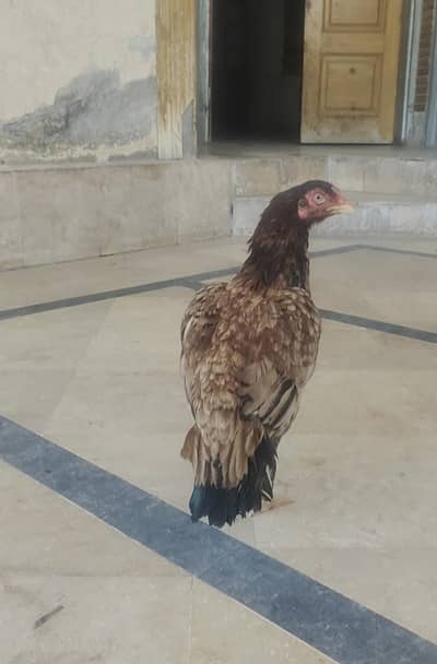 High Quality Old Bloodline Madi For Sale 03175389355
