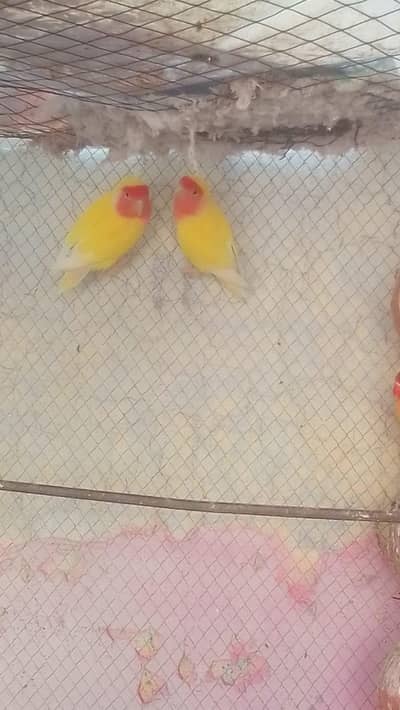 lutino breeder pair all okay first time breed awan sharif rate 4200