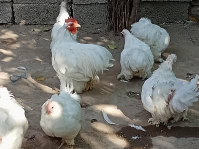 Bantam
