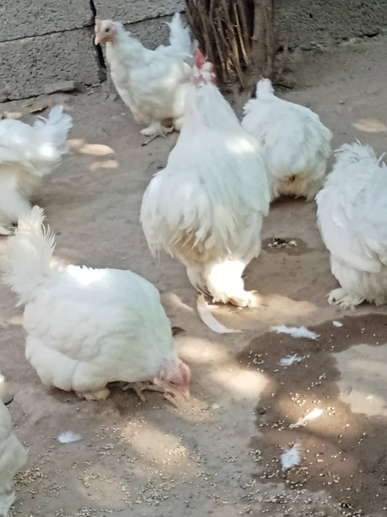 Bantam 5