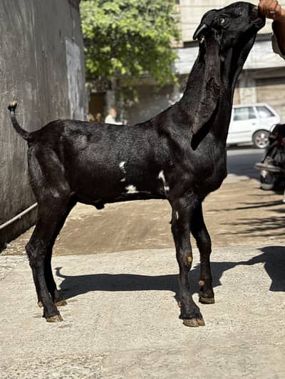 pure amratsari beetal bKra