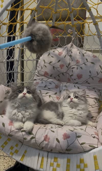 Quality kittens