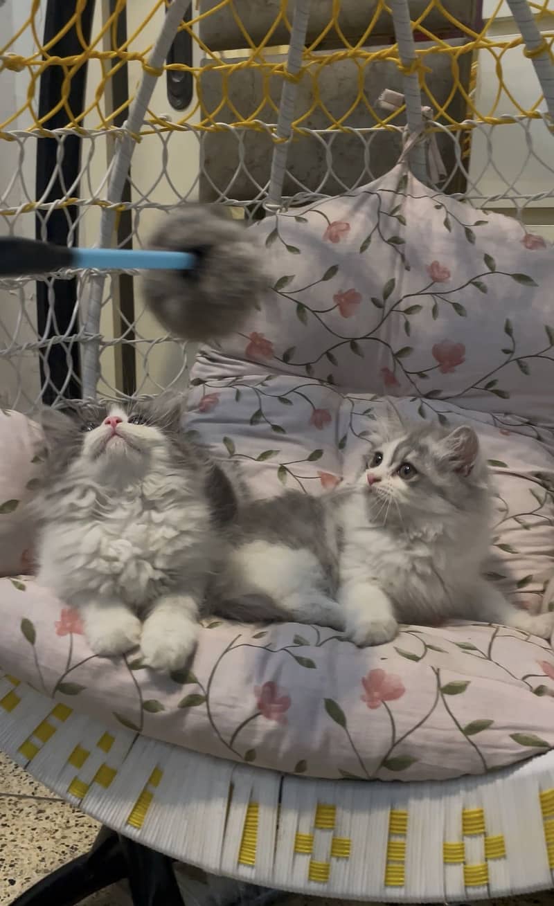 Quality kittens 1
