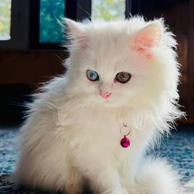 white kitten odd eyes 10k
