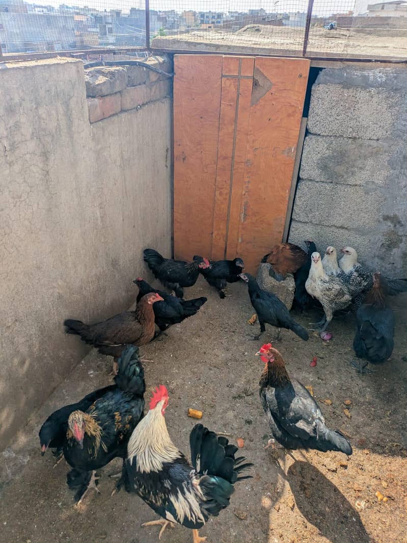 goldan hens 0